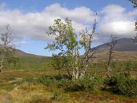 Fjällbjörk