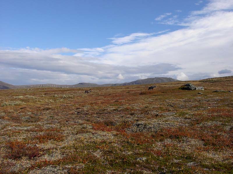 Jamtland_2003_(37)