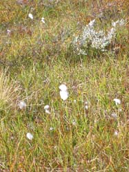 Jamtland_2003_(14)