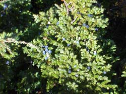 Jamtland_2003_(38)