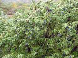 Jamtland_2004(53)
