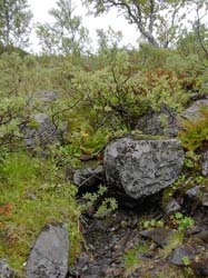 Jamtland_2004(55)