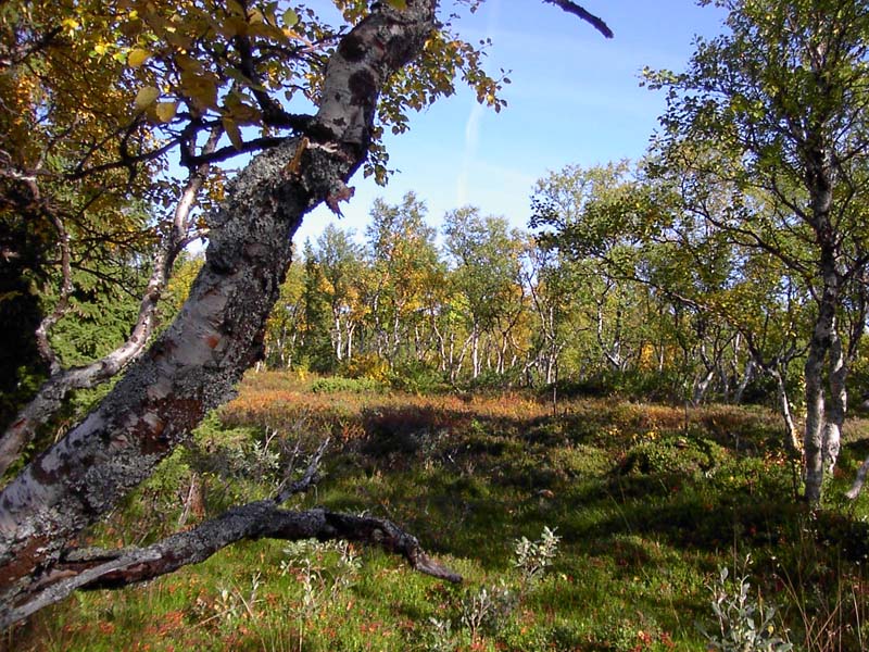 Jamtl2006(47)