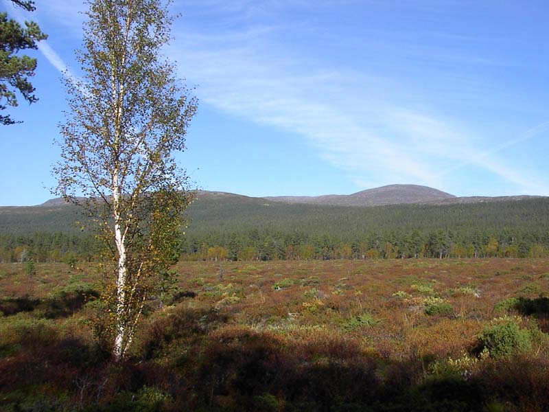 Jamtl2006(53)
