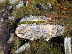Jamtl2006(29)