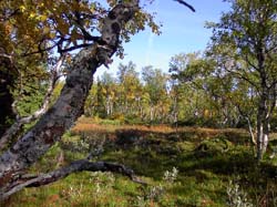 Jamtl2006(47)