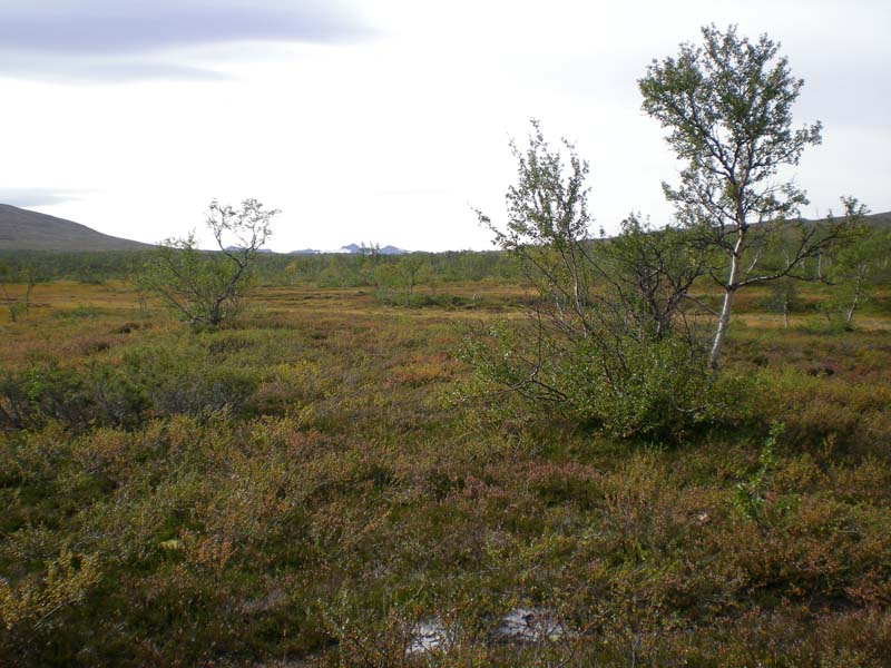 2009b (9)