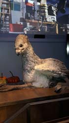Potter_museum (32)