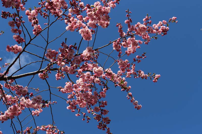 01_korsbarsblommor