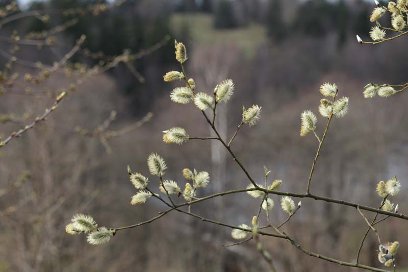 Sälgen blommar