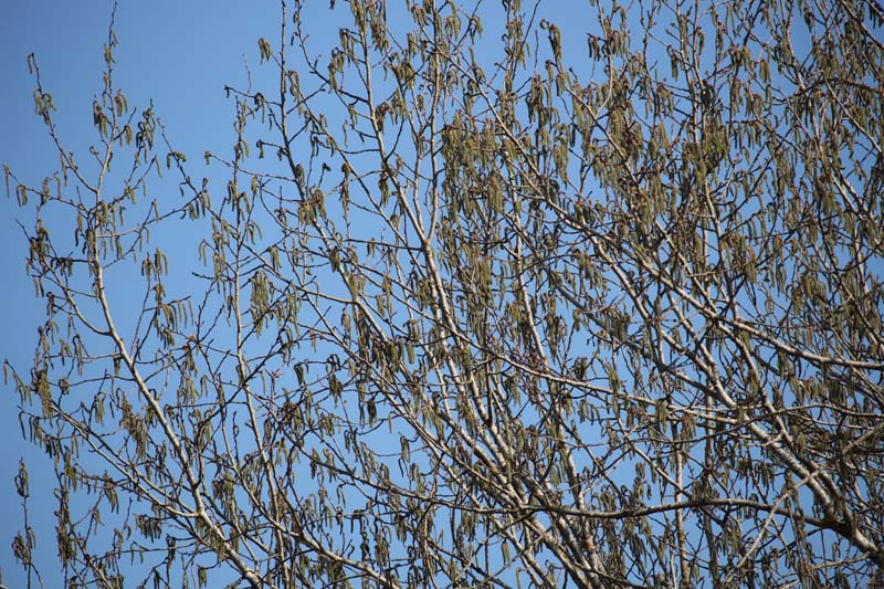 05_hangen
