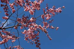 01_korsbarsblommor