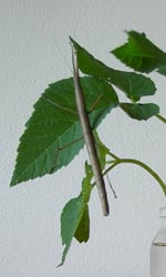 Stick Insect